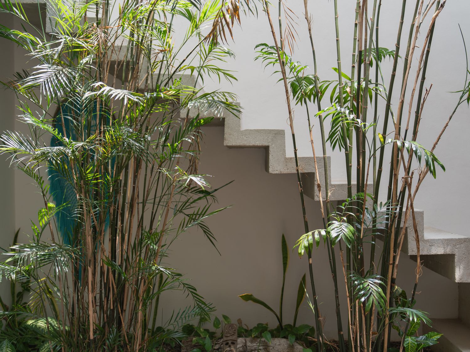 A concrete stepped staircase seen through a dense screen of bamboo and palm stems, a flash of teal fabric visible behind the leaves